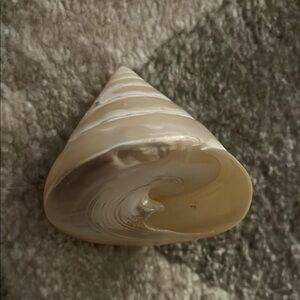 Elegant Swirled Seashell Decor